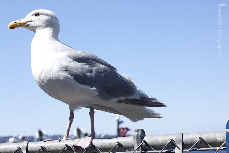 Seattle Street Photography: Seagull