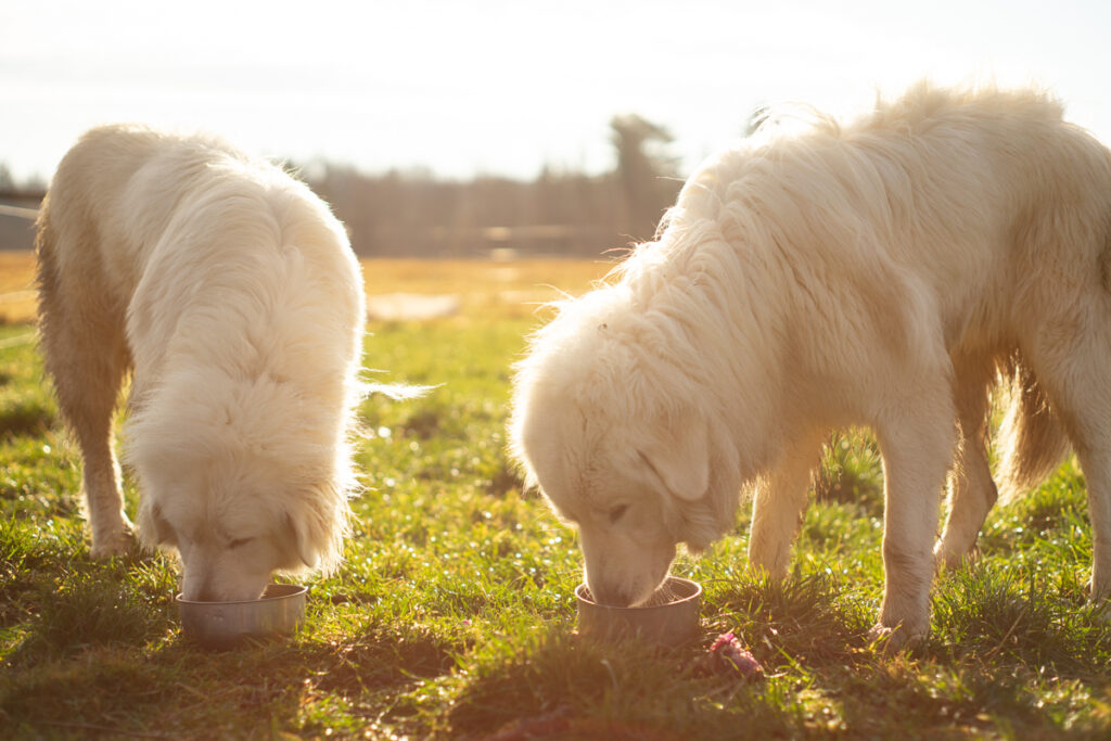 Rosie and Pogo, both Great Pyrenees dogs