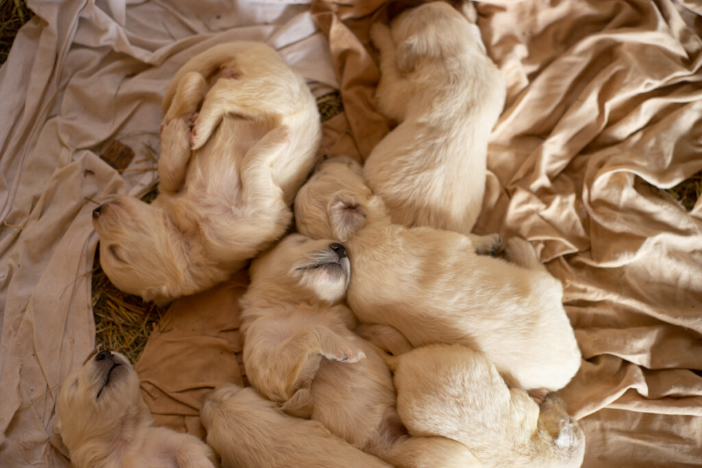 sleeping great pyrenees puppies