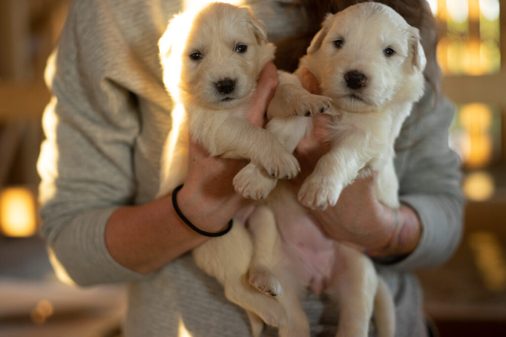 two great pyrenees puppies held 