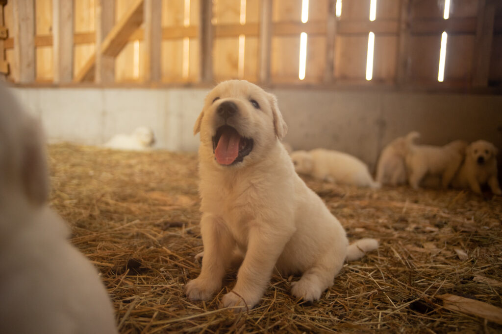 a sitting great pyrenees puppy
