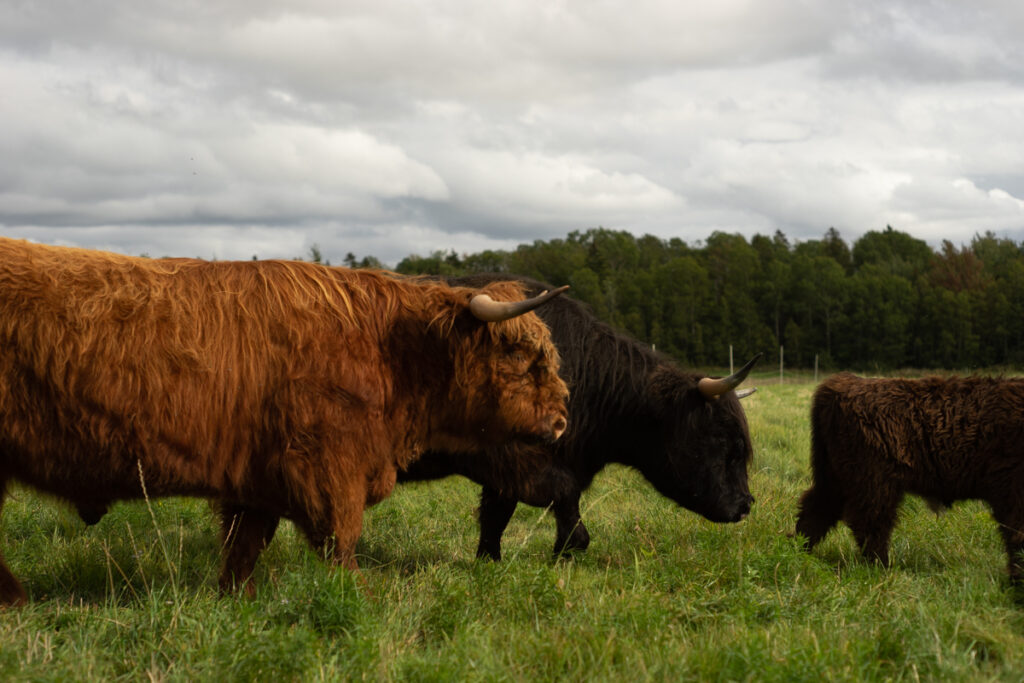 Highland bull with Shawna and her calf