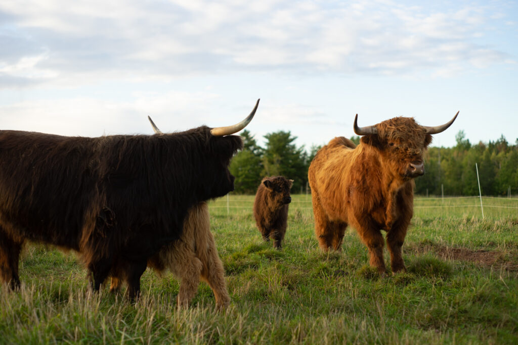 Highland bull with Shawna and her calf