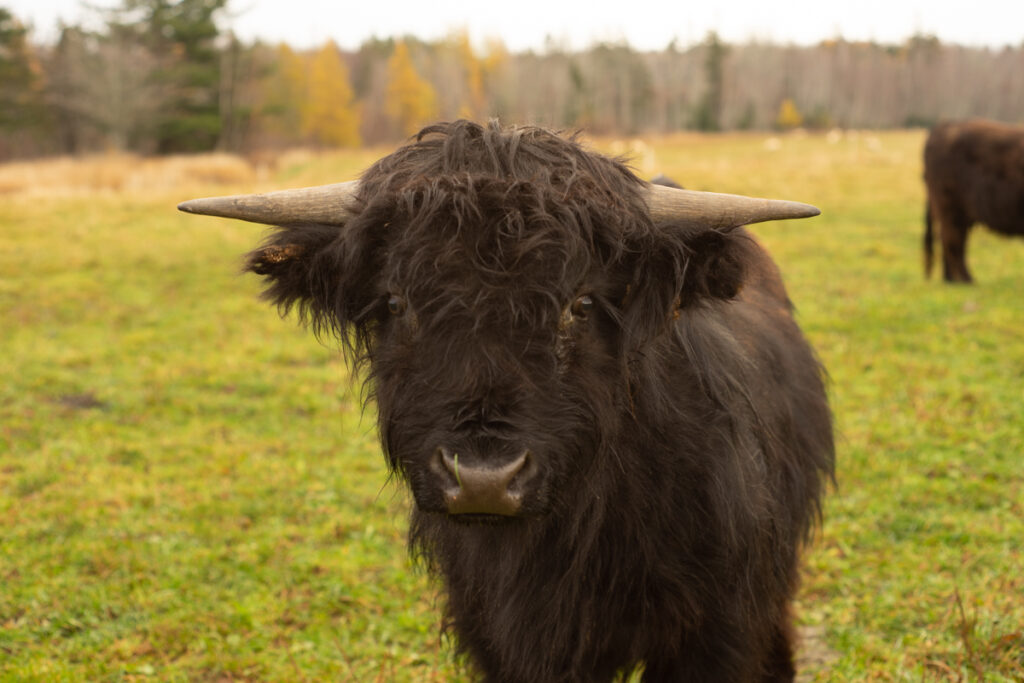 new highland bull without burrs