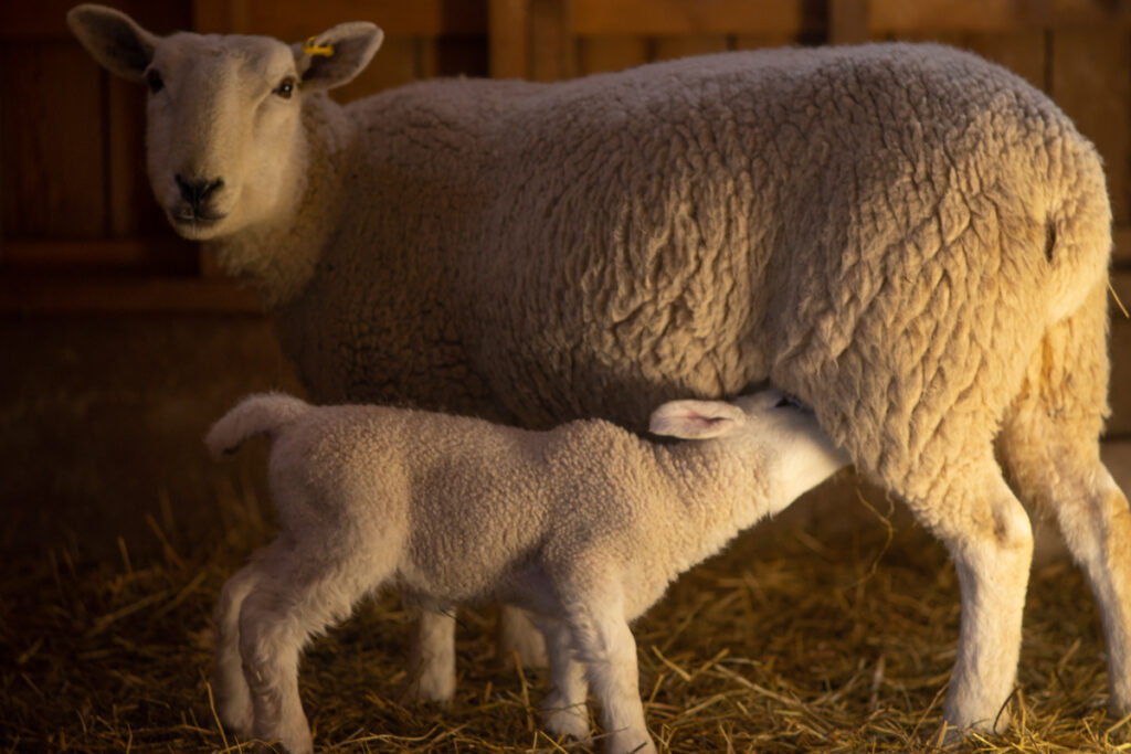 A lamb getting a feeding