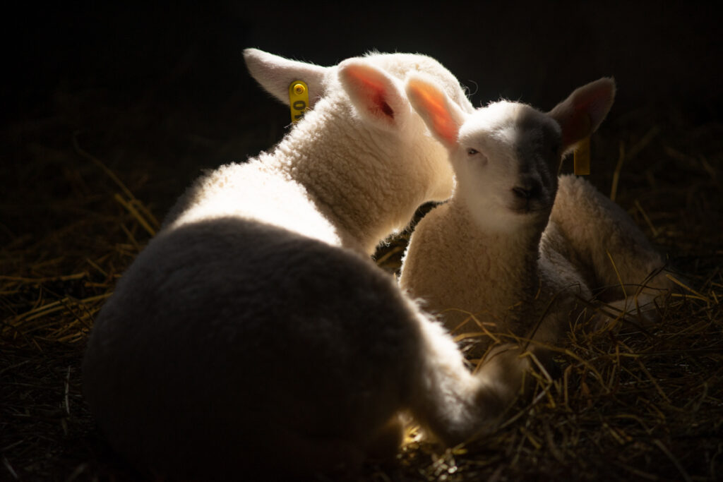 Two North Country Cheviot lambs