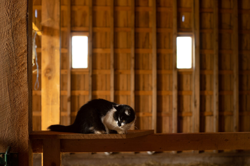 Luna the cat on a shelf in the barn