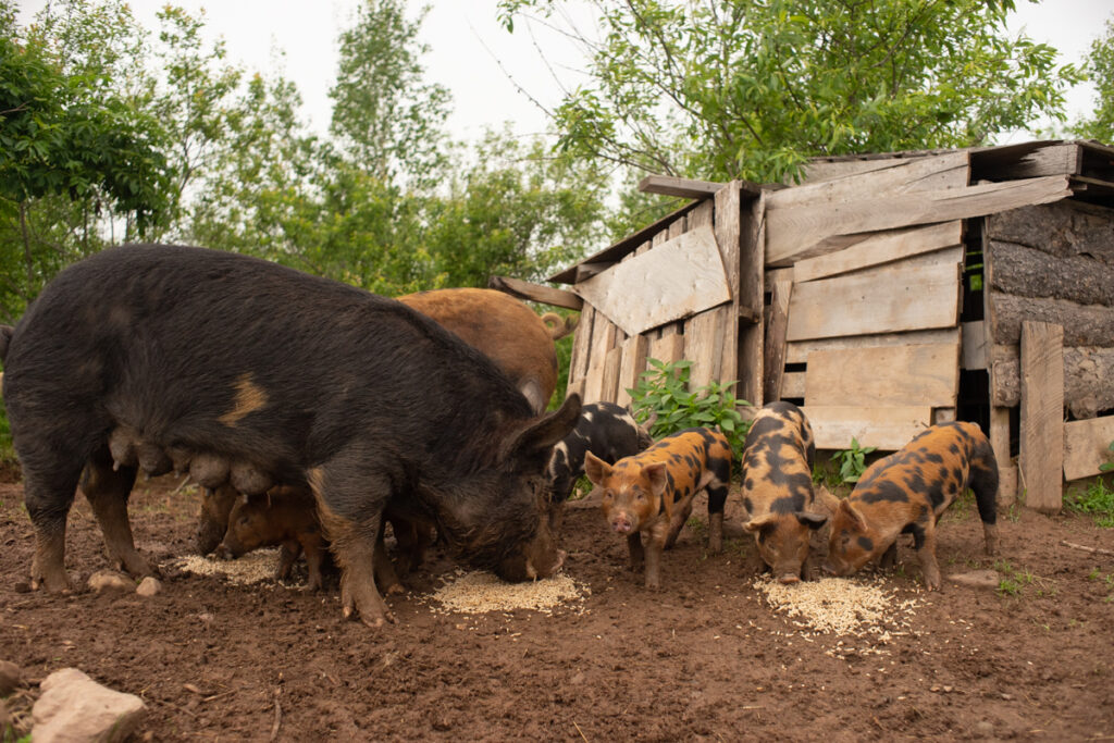Berkshire piglets with her mother eating
